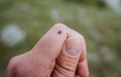 Lyme